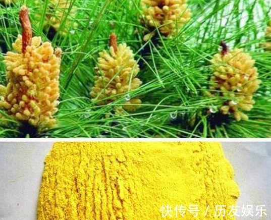 漫山飘散的松树花粉,原来是种花神器,赶紧上山弄点!