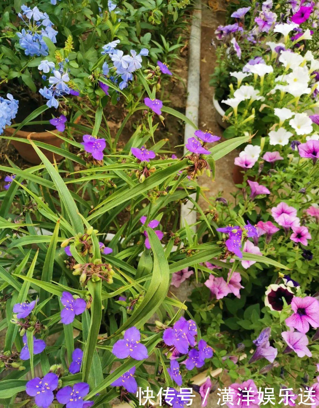 矮牵牛|70岁老妈,一天也闲不住,院子里种满了花!
