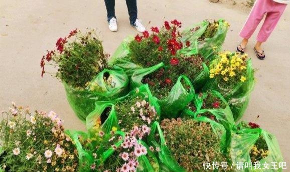 花了110块钱,买了100盆残花。捡便宜特开心,拿回家崩溃了!