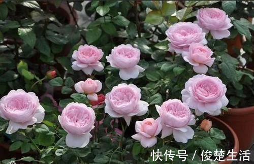 好看的“无刺月季”颜值担当,不被“狼牙棒”扎到手