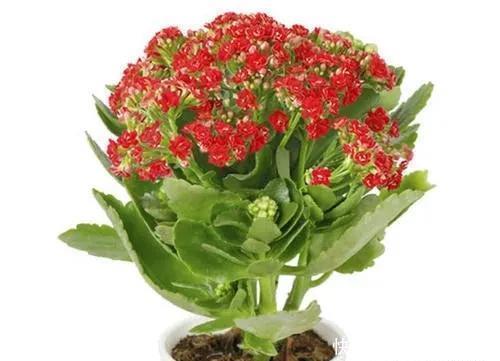 家里养有六种花卉的，可别忘了掐心，越掐爆盆越快，开花越多