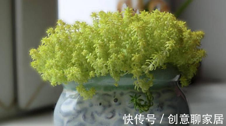 盆栽|多肉植物黄金万年草的基础盆栽要领：一般分为3点