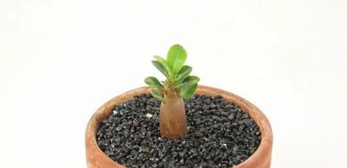 适合小盆养殖的3种花卉,漂亮易打理,颜值不逊色于大型盆景