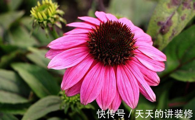 松果菊|从8月19日开始,家养此款花卉,四季有花开,花开高贵优雅