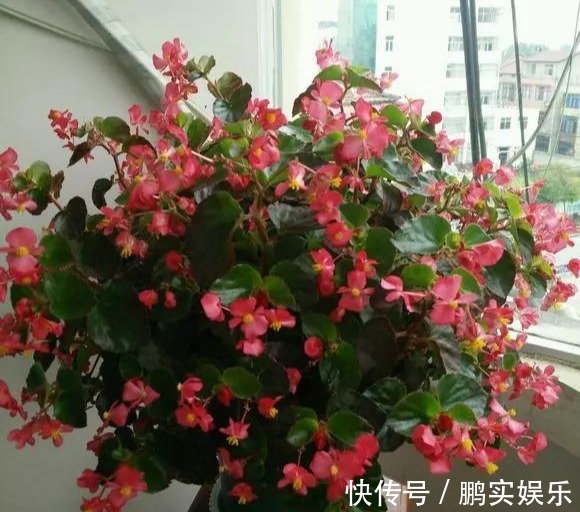 养护|养花技巧粗生粗养也能四季开花!少养1种都觉得亏了