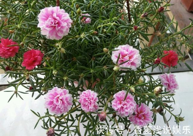 盆栽什么花草，搁阳台成一片花海？选此4款，花期长、花量大