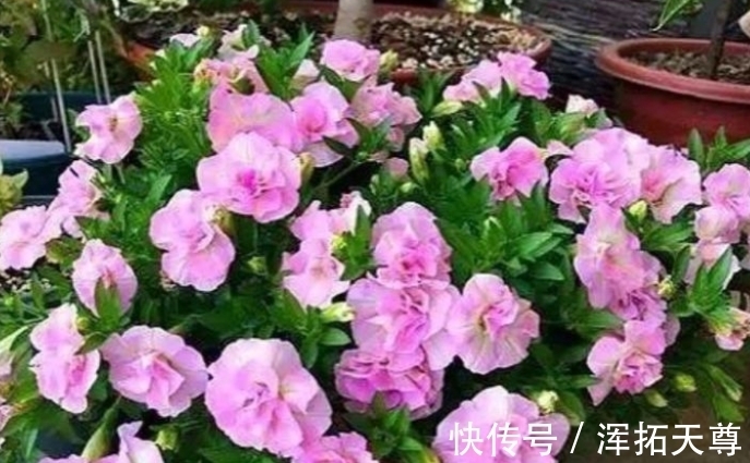 米兰花|4种花好养易活，旺财又养人，花朵迷人，阵阵花香