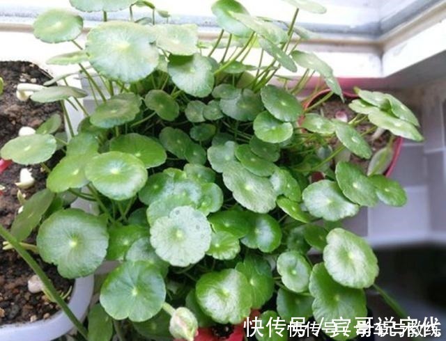 铜钱草 土培 与 水培 繁殖技巧对了 叶片绿油油 坐等爆盆 粉紫色 铜钱草 土培 与 水培 繁殖技巧对了 叶片绿油油 坐等爆盆 粉紫色