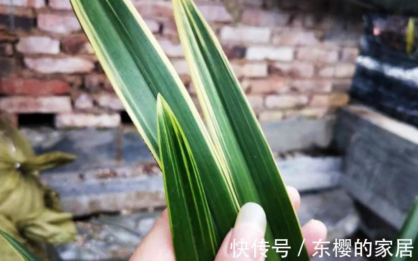 “高岭之花”兰花,家庭盆栽,为什么总爱黄叶病变?