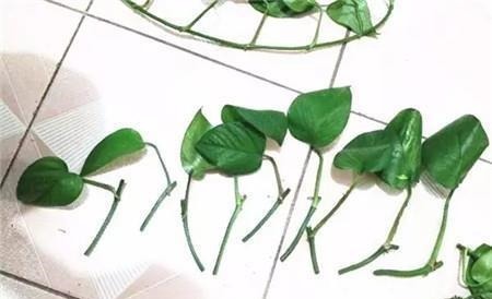 五种漂亮的花,可以趁热天繁殖小苗,温度高更利于生根