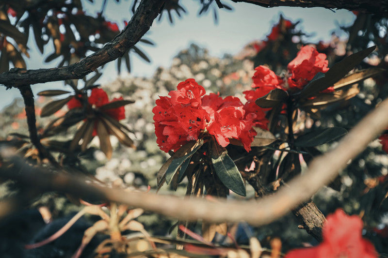 ［百里杜鹃］花开百里，只为遇见你