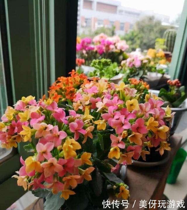 七种“富贵花”,适合冬天养,寓意吉祥又大气,关键还喜庆