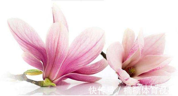 桃仁|一个非常神奇的老配方,简单5味药,擅治百病!值得品味!