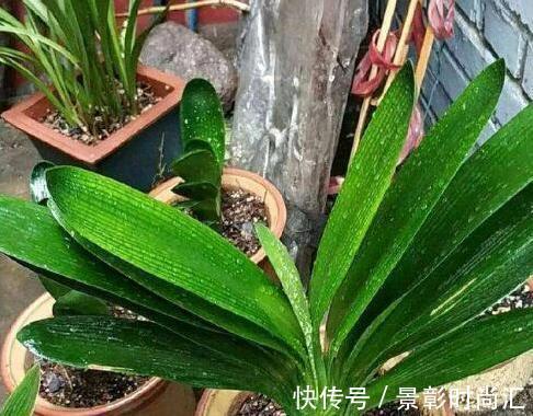君子兰|阿婆的“君子兰”养了十多年,年年出新芽,年年开爆花,咋养的?