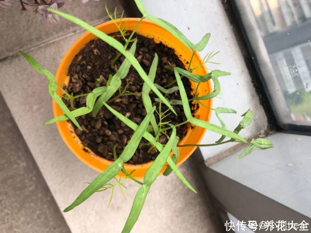 晒不死、热不死的花，越晒花越多，越热长越快