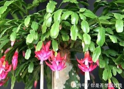 这三种花号称繁殖机器,养上一盆轻松变出百盆,真是太省钱了