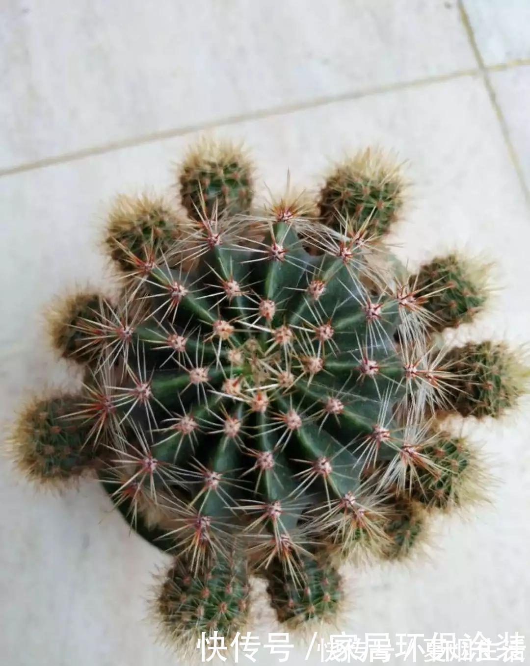 小球|养花达人:张大爷家的花,1年养成“大转盘”,1次冒出25个头!