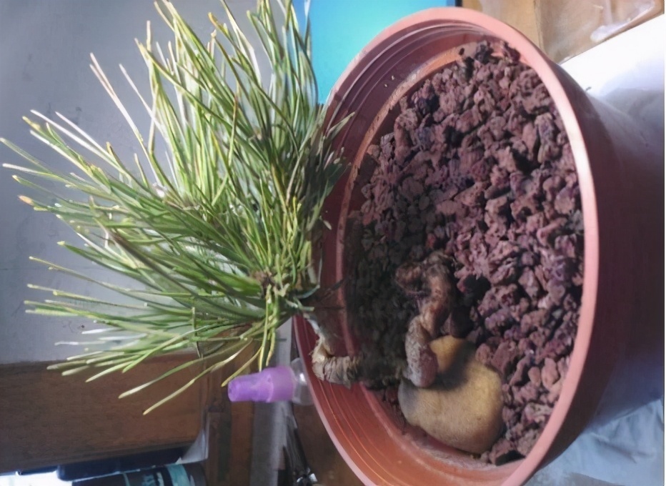 习惯|给花浇水时,这3点习惯不能有,不然土壤结块,花儿烂根