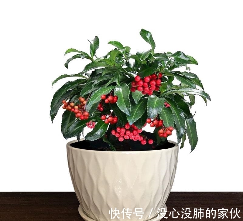 富贵籽的养护方法都在这里,不会的赶紧了