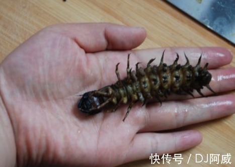 李梅|女儿总说身上有虫子爬,到医院检查无果,回家剪开裙子,父母报警