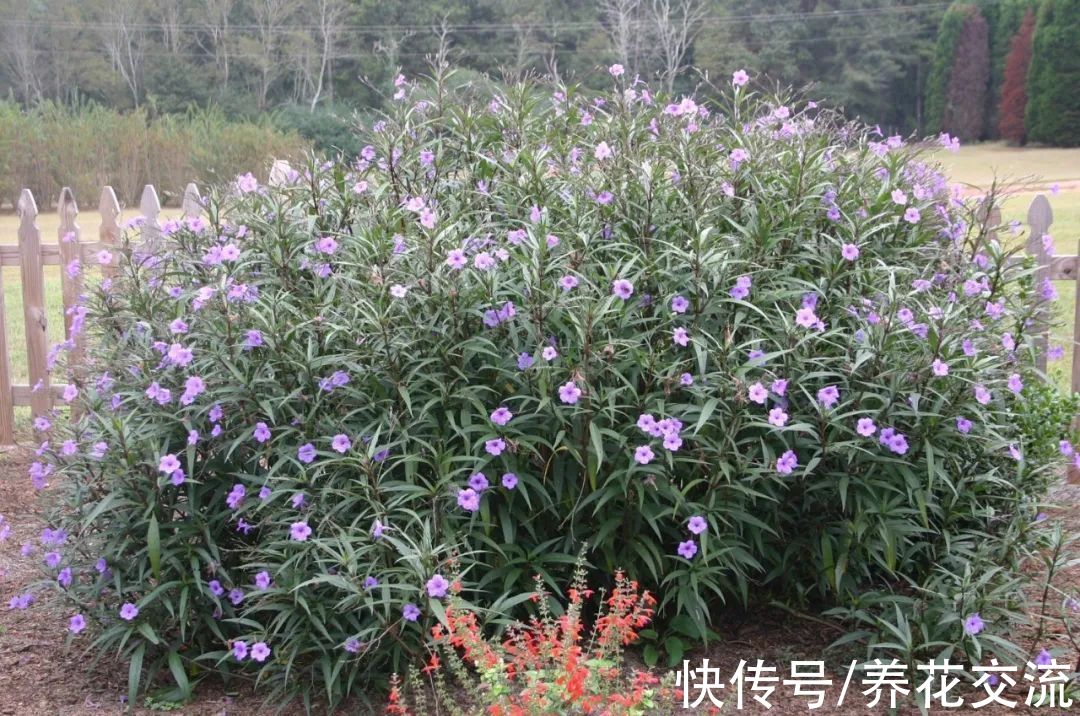 花量极其丰富的翠芦莉，适合在院子里种一片，也能养成盆栽