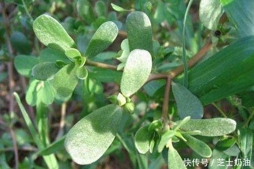 农村常见的一种野菜,能杀菌消炎、抗癌、降血压