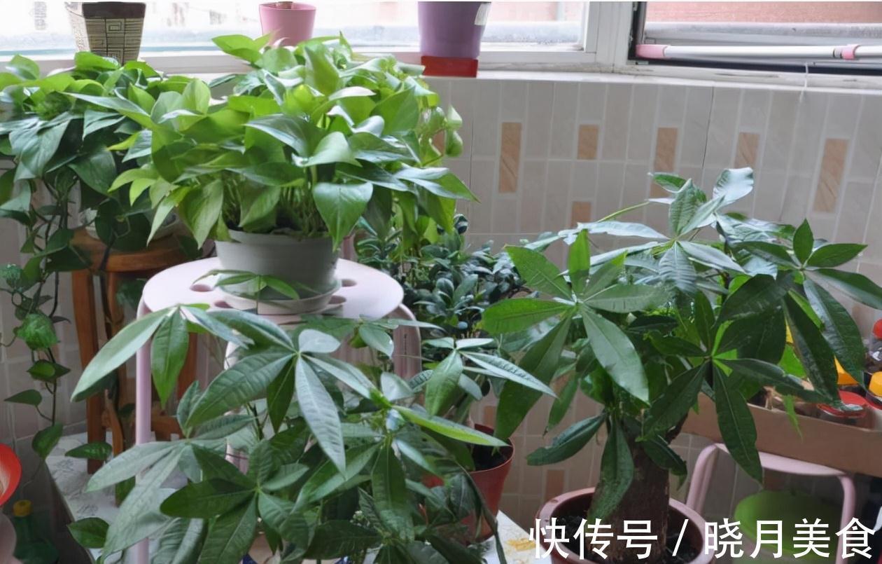 冷天养这8种花,有钱也要穷着养,断粮、少水更抗冻