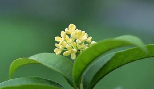  茯苓|千古名方——桂枝茯苓丸，活血化瘀，疏通血脉