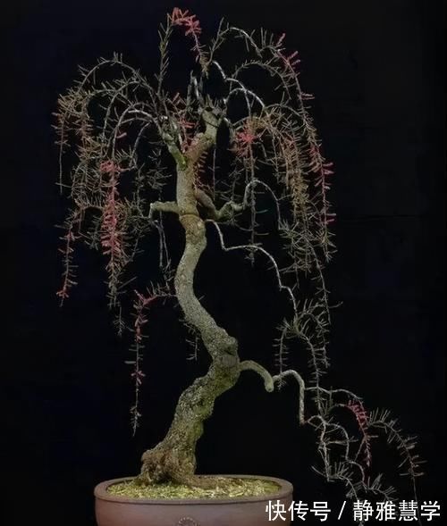 树种|盆景各式各样，叫法各有不同，基础的13种式样，你见过几种