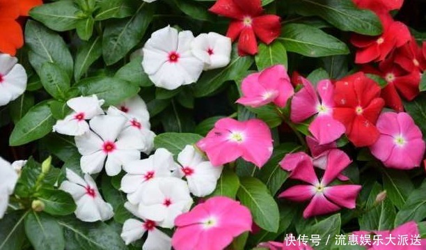 适应能力|长春花这样修剪,花越来越多,开成花球太惊艳,邻居红了眼