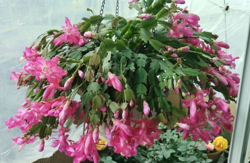 营养土|3样东西,吃完留下“废壳”,闷一闷拿来养花,比营养土强10倍