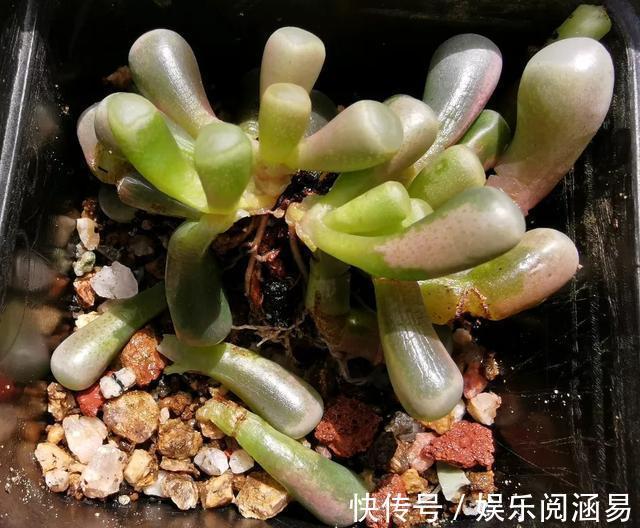 10种不能淋雨的花,淋完雨就死,盆栽养花注意事项