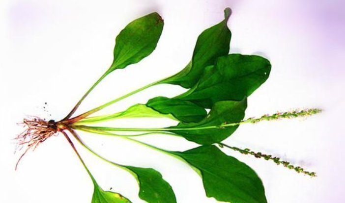 老中医|车前草虽小,养生大功效多吃的顶级妙用,只有老中医才知道