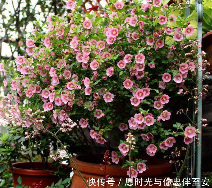4种花养家里,冬天非但冻不死,还花开不断,满屋子都飘香