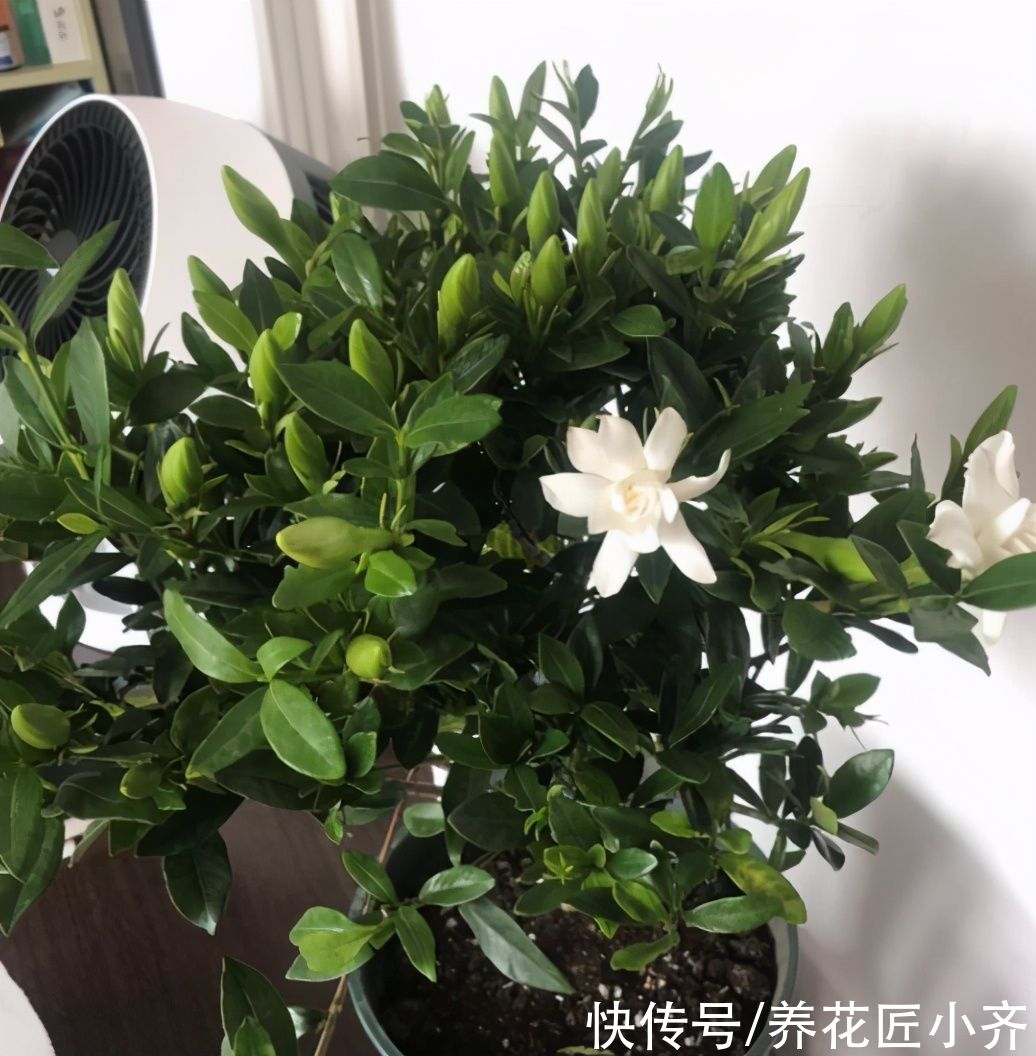 营养土|10个人养栀子花,9个人养不好,那是因为没有掌握真正的“技巧”