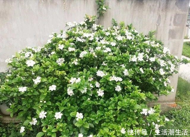 50年的桂花树,卖了5万块钱,大家觉得值吗!