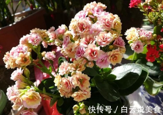 冬季浇花,只用“一神奇水”,不用花“1分钱”,比营养液都好用