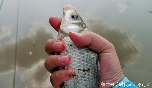 立冬过后，拉饵只要按我说的用，就连老钓手也得双手称赞！