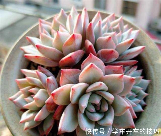 新手春养多肉“3诀窍”，学会就不怕“夏化水”、“冬冻伤”了！