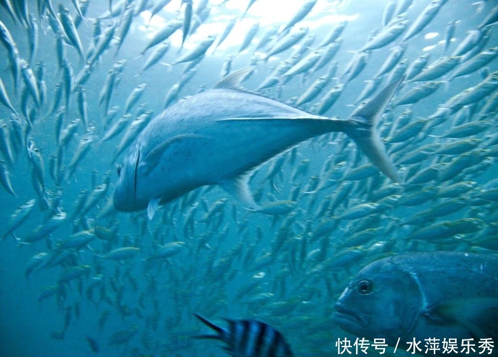 陆地和海洋是三七分,倘若将其比例互换,结果会如何?