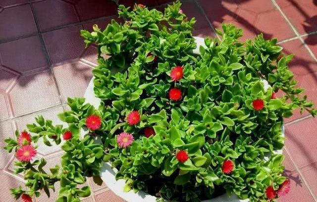 盆栽牡丹吊兰，2种养法，勤人“养成菜”，懒人“花爆盆”