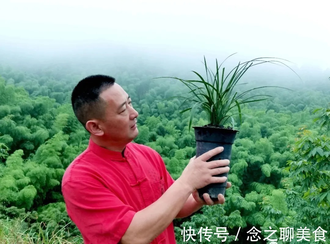 梅雨季节|梅雨季节室外养兰花，如何有效避免烂根？这个技巧值得收藏