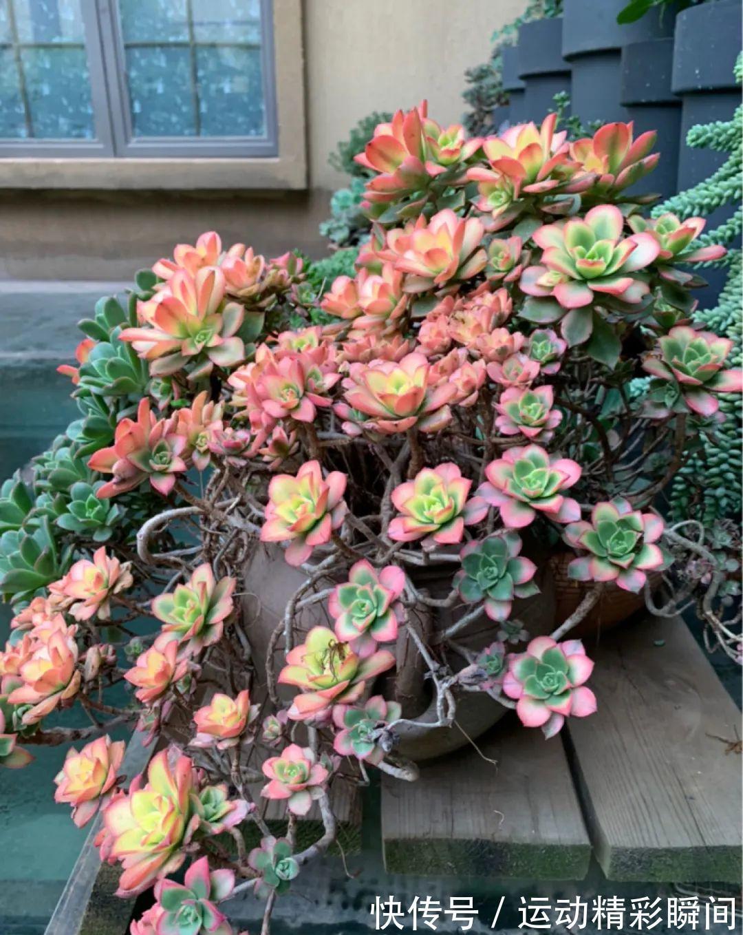 十几年的多肉“妖精”,自然老桩头,造型太美