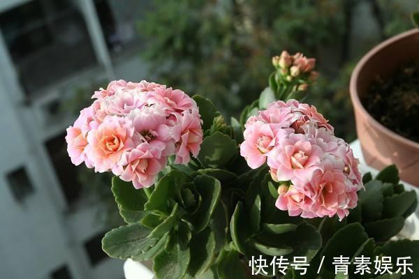 盆栽长寿花,这样来养护,开花特别多,花色特别艳!