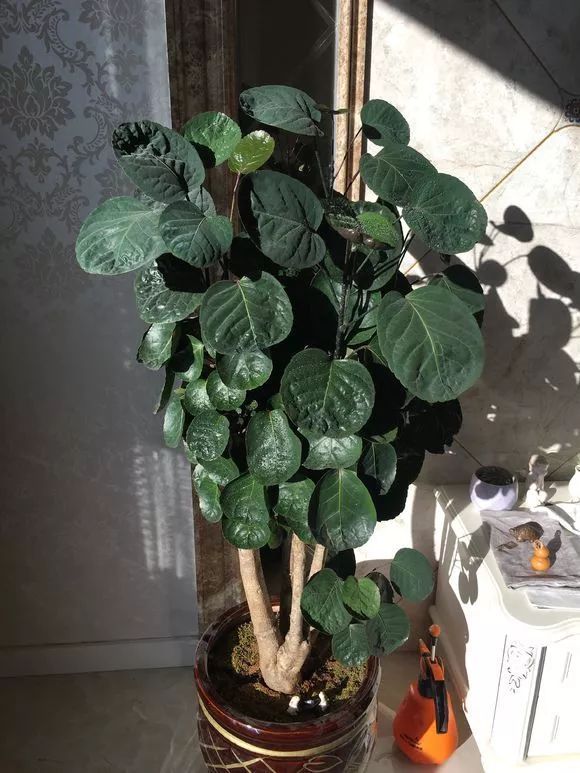 家家|4种名字“有钱”的花,越养越有钱,家家必备!