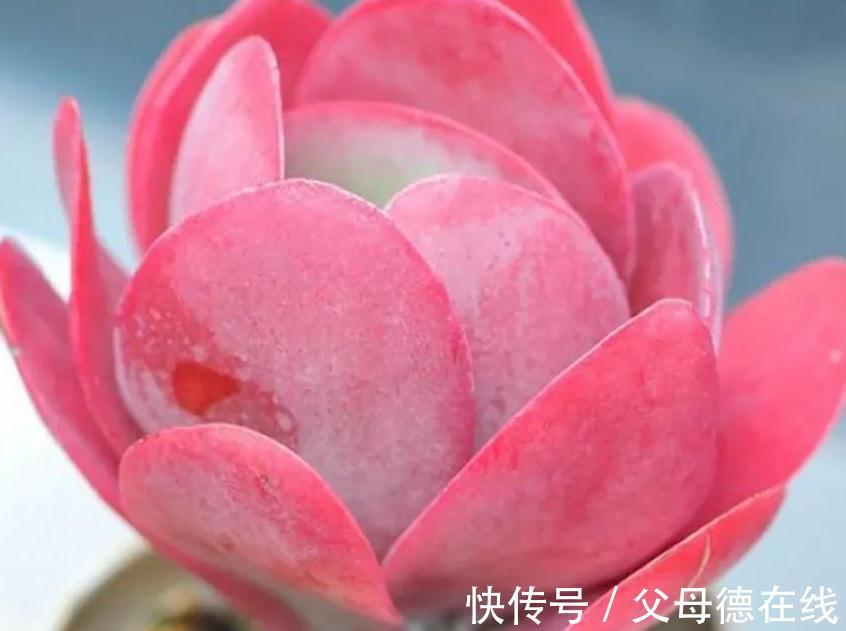 6种大普货多肉,真的好养易出状态,秋冬上色后超级漂亮