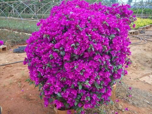 2种花，勤快人养不好，浇水懒一些，才能开花旺，花开密密麻麻