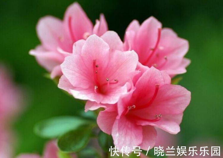 膏腴|4种花是爆盆能手,开起花来拦不住,不用费心,就能长的特别好