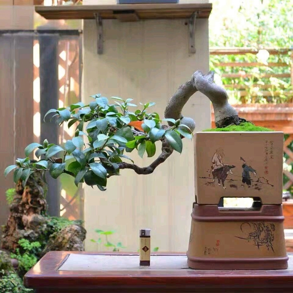 未雨绸缪,了解茶花老桩盆景的上盆4技巧,秋季用到不求人