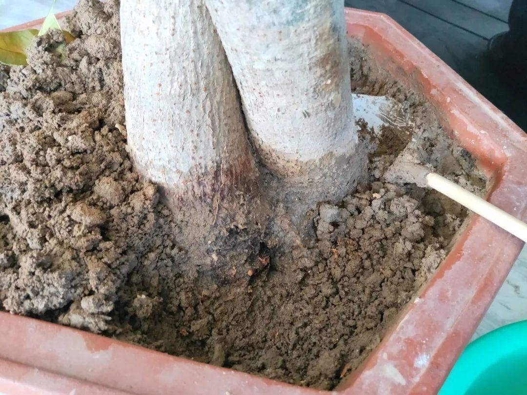 买的花总不活,秘密全在花盆里,搬起来看看才知道